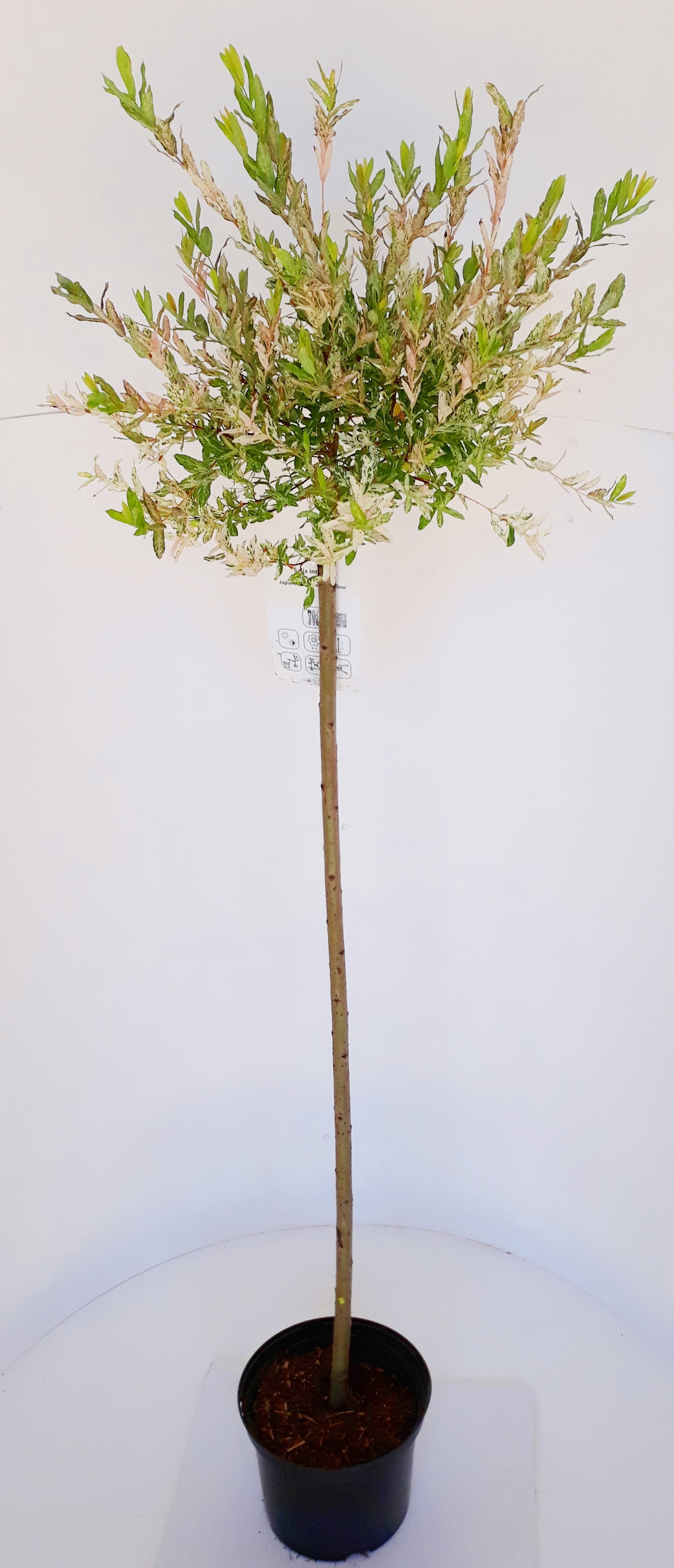 Salix-Hakuro-Nishiki-Sth80-C5jMiMKnLAnTXwe