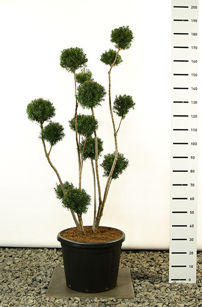 Bonsai-Taxus-Hicksii