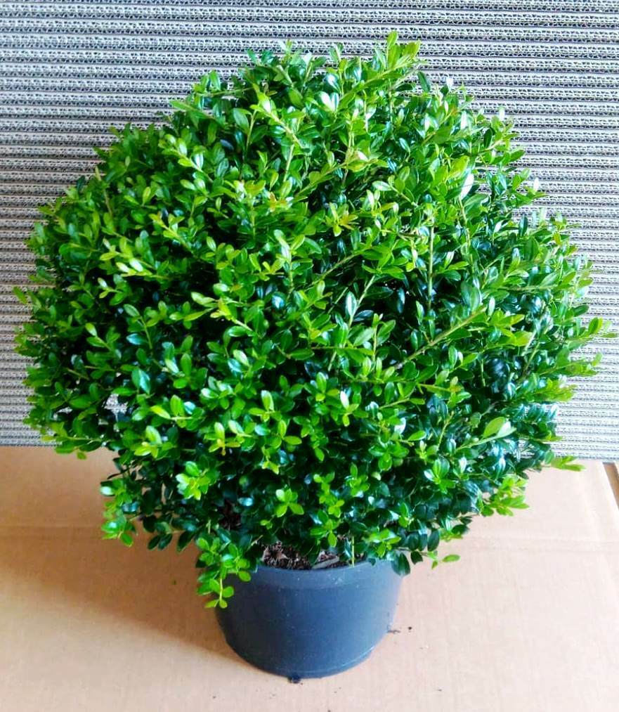 ilex_35-40 Ilex - Kugel (Durchmesser: 30-35 cm), Ilex crenata Stokes, Alternative zum Buchsbaum